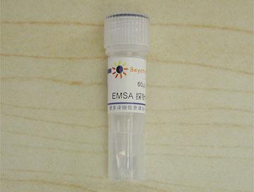 EMSA探针－AP2 (1.75μM)